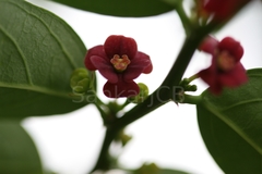 Sauropus quadrangularis